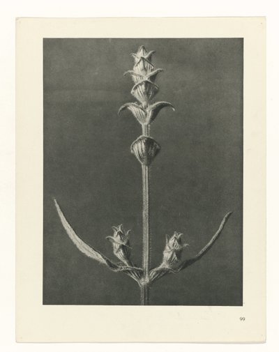 Pflanzenstudie Urformen der Kunst (Serientitel) von Karl Blossfeldt