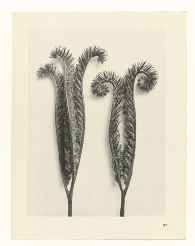 Pflanzenstudie Urformen der Kunst (Serientitel) von Karl Blossfeldt