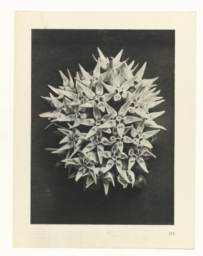 Pflanzenstudie Urformen der Kunst (Serientitel) von Karl Blossfeldt