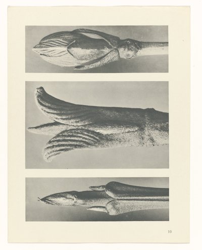 Pflanzenstudie Urformen der Kunst (Serientitel) von Karl Blossfeldt