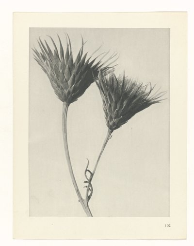 Pflanzenstudie Urformen der Kunst (Serientitel) von Karl Blossfeldt