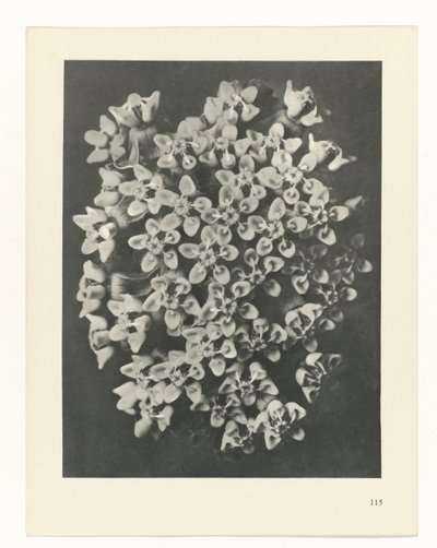 Pflanzenstudie (Urformen der Kunst) von Karl Blossfeldt