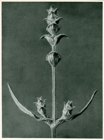 Salvia, 1929 von Karl Blossfeldt