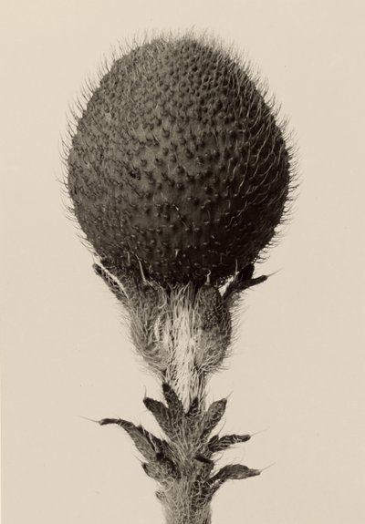 [Dornige Knollenpflanze] von Karl Blossfeldt