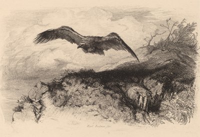 Adler im Flug von Karl Bodmer