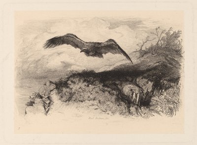 Adler im Flug von Karl Bodmer