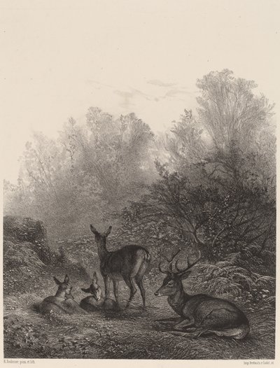 Rehe in Ruhe von Karl Bodmer