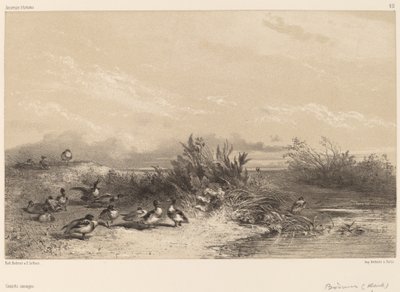 Wilde Enten von Karl Bodmer
