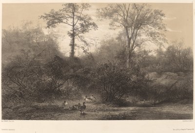 Wildenten von Karl Bodmer