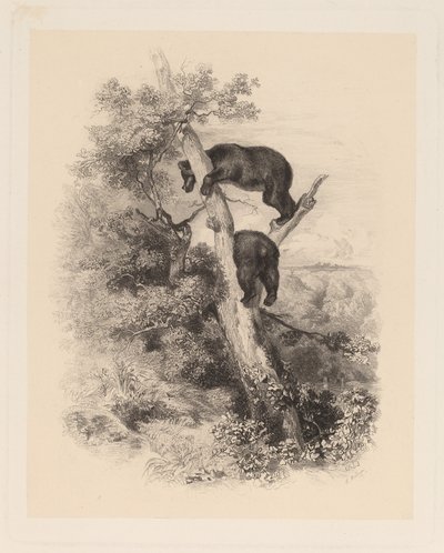 Zwei Bären von Karl Bodmer