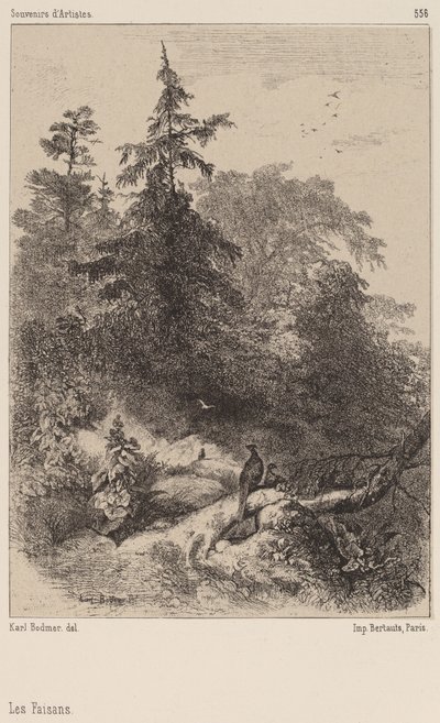 Die Fasane von Karl Bodmer