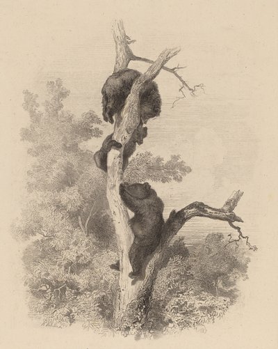Les Ours Die Bären, 1858-1874 von Karl Bodmer