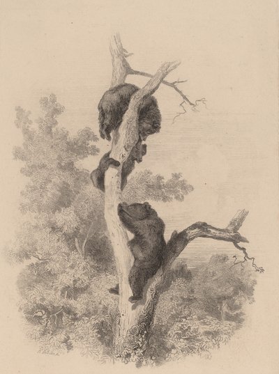 Die Bären von Karl Bodmer