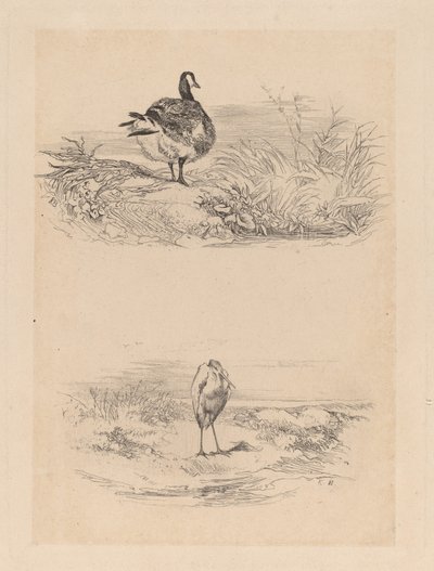 Gans, Reiher von Karl Bodmer