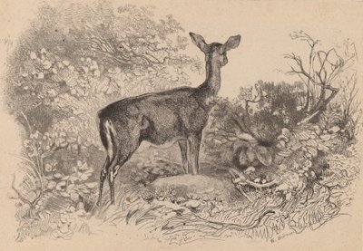 Ein Reh von Karl Bodmer