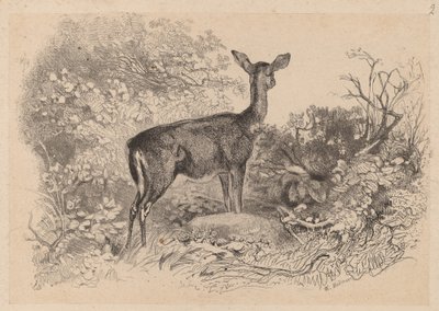 Ein Reh von Karl Bodmer