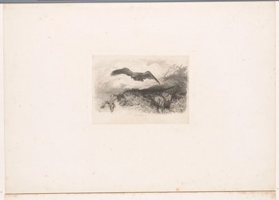 Fliegender Adler von Karl Bodmer
