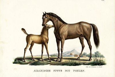 Arabisches Pferd mit Geflügel, 1824 von Karl Joseph Brodtmann