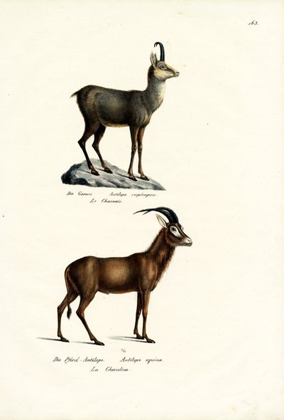 Gämse, 1824 von Karl Joseph Brodtmann
