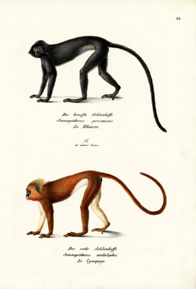 Hanuman-Langur, 1824 von Karl Joseph Brodtmann