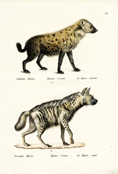 Gefleckte Hyäne, 1824 von Karl Joseph Brodtmann