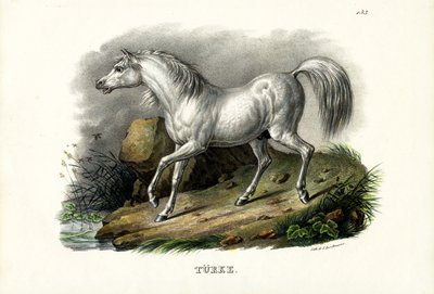 Türkisches Pferd, 1824 von Karl Joseph Brodtmann