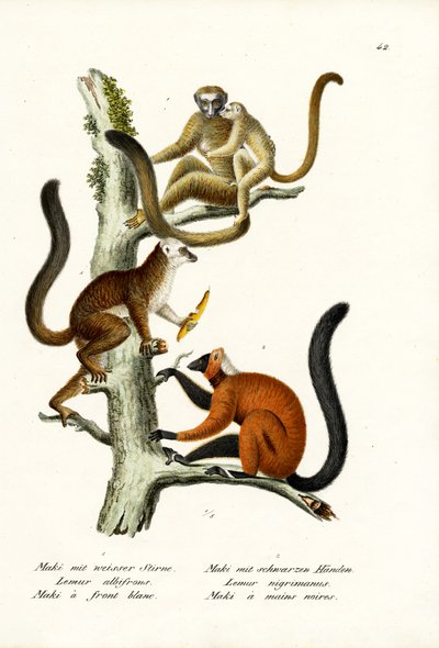 Weißstirnlemur, 1824 von Karl Joseph Brodtmann