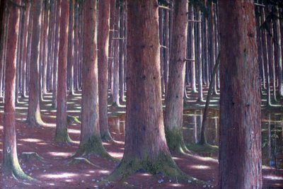 Fichtenwald von Karl Lambrecht