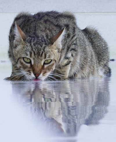 Cooler Kater, 2022, Fotografie von Katha Wood
