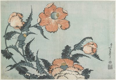 Mohnblumen, ca. 1832 von Katsushika Hokusai