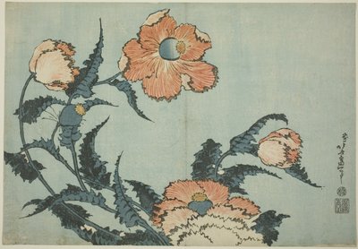 Mohnblumen, aus einer unbetitelten Serie von Blumen von Katsushika Hokusai