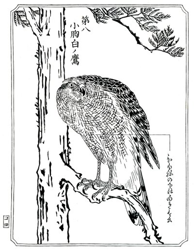 Ein Falke, 1898 von Kawanabe Kyosai