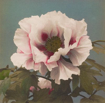 Baumpfingstrose von Kazumasa Ogawa