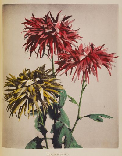 Chrysantheme von Kazumasa Ogawa