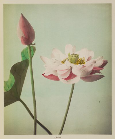 Lotus von Kazumasa Ogawa