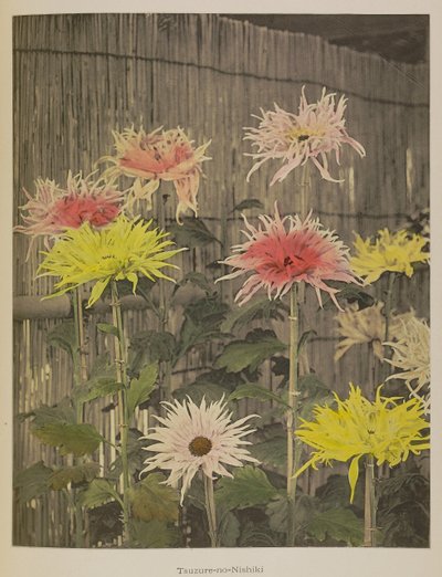 Tsuzure-no-Nishiki von Kazumasa Ogawa