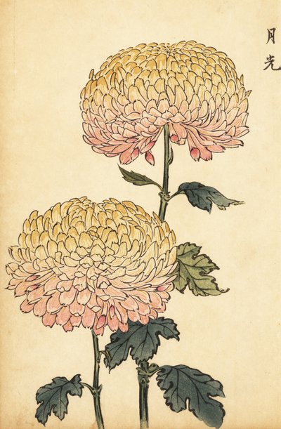 Hybride goldene und rosa Pompon-Chrysantheme, 1893 (Gravur) von Keika Hasegawa