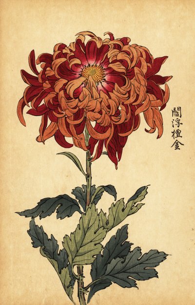 Hybride orange und purpurrote Chrysantheme von Keika Hasegawa
