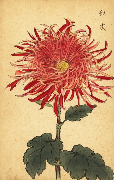 Hybride rosa und purpurrote Chrysantheme, 1893 (Gravur) von Keika Hasegawa