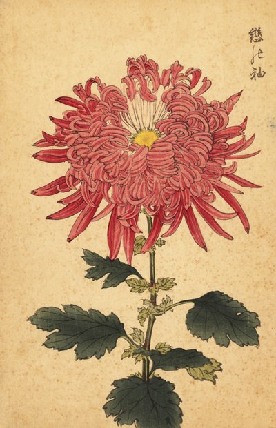 Hybride rosa Quill-Chrysantheme, 1893 (Gravur) von Keika Hasegawa