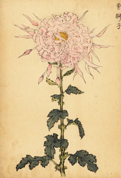 Hybride rosa Spinnenchrysantheme von Keika Hasegawa