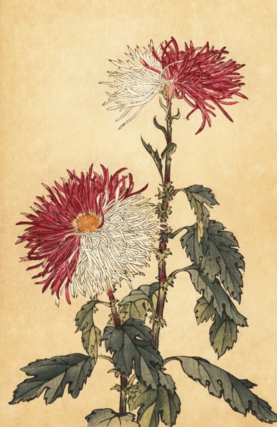 Hybride lila und weiße Quill-Chrysantheme von Keika Hasegawa