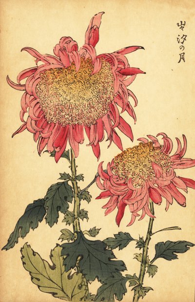 Hybride lachsrosa Chrysantheme, 1893 (Gravur) von Keika Hasegawa