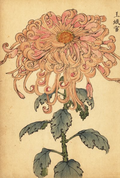 Hybride lachsrosa Chrysantheme mit gekräuselten Blütenblättern von Keika Hasegawa