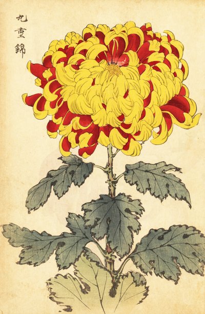 Hybride scharlachrote und gelbe Chrysantheme (Gravur) von Keika Hasegawa