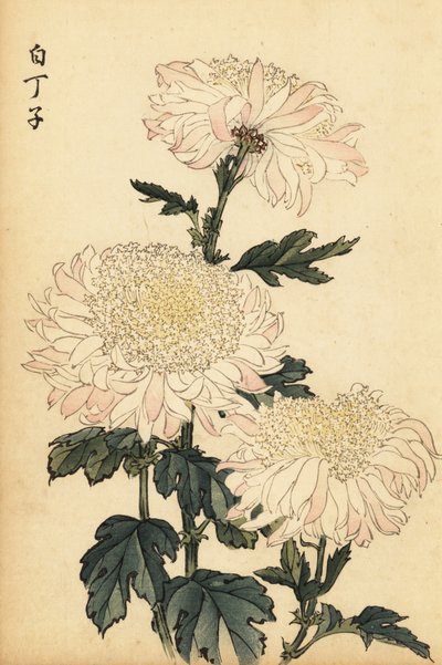 Hybride weiße und rosa Chrysantheme (Kupferstich) von Keika Hasegawa