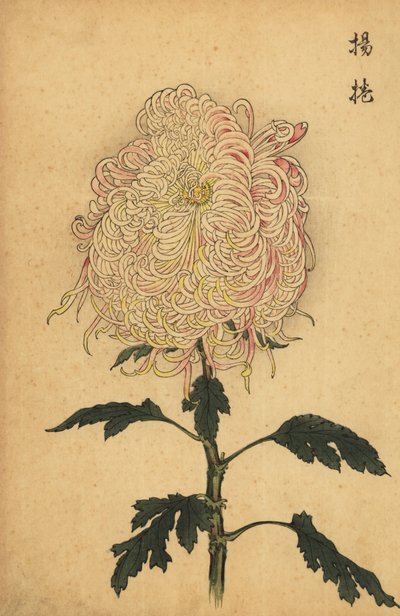 Hybride weiße und rosa Chrysantheme, 1893 (Gravur) von Keika Hasegawa