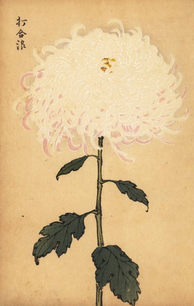 Hybride weiße Chrysantheme von Keika Hasegawa