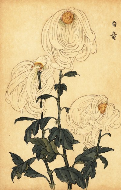 Hybride weiße Chrysantheme von Keika Hasegawa