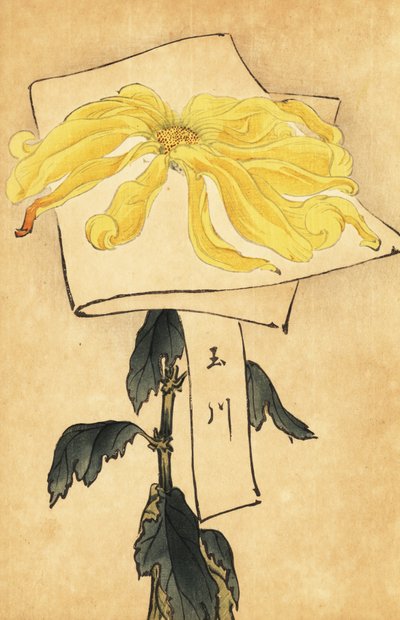 Hybride gelbe Chrysantheme, Chrysanthemum indicum von Keika Hasegawa